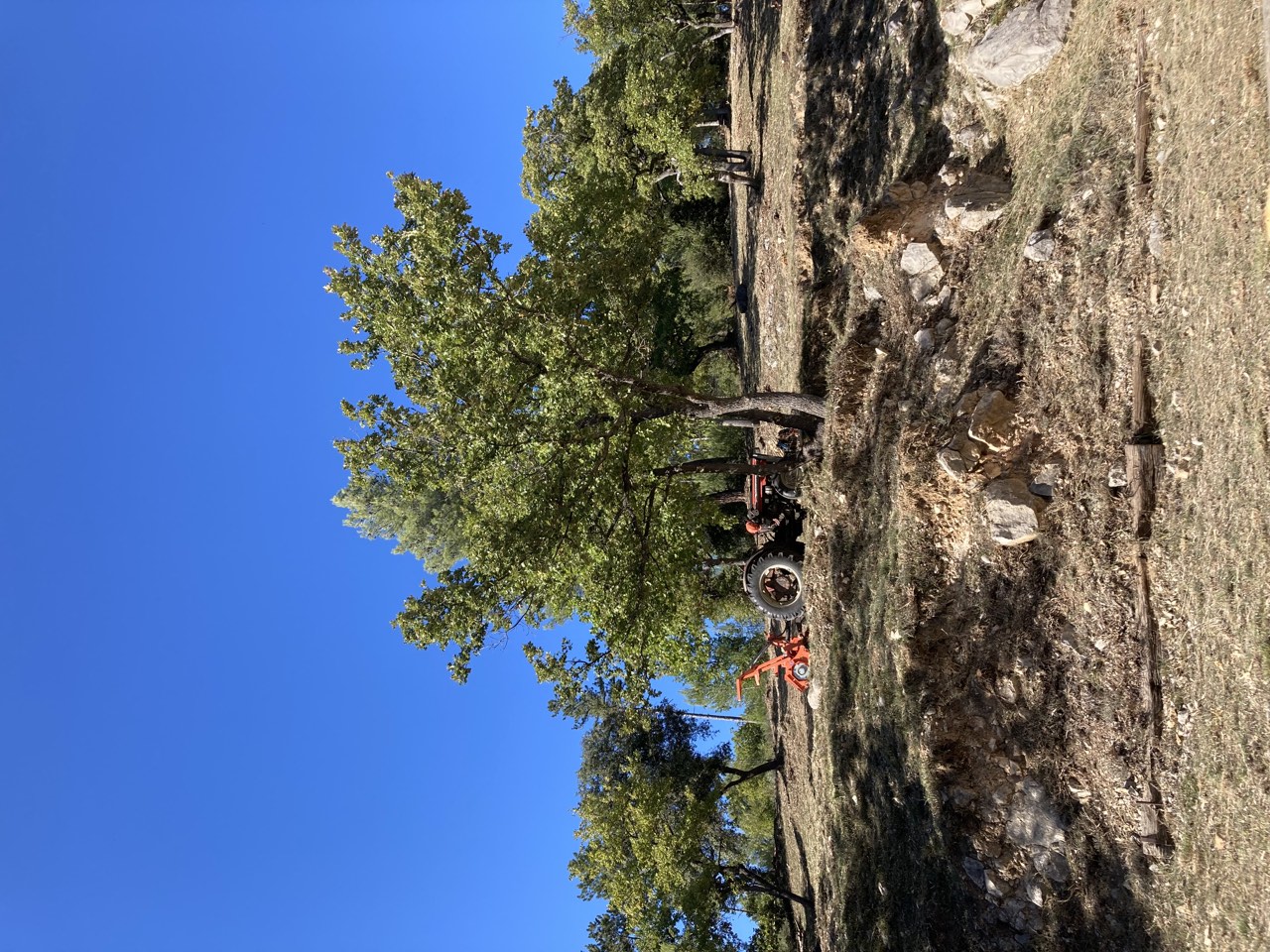 Terrain en pente débroussaillé autour des arbres, avec un tracteur en arrière-plan