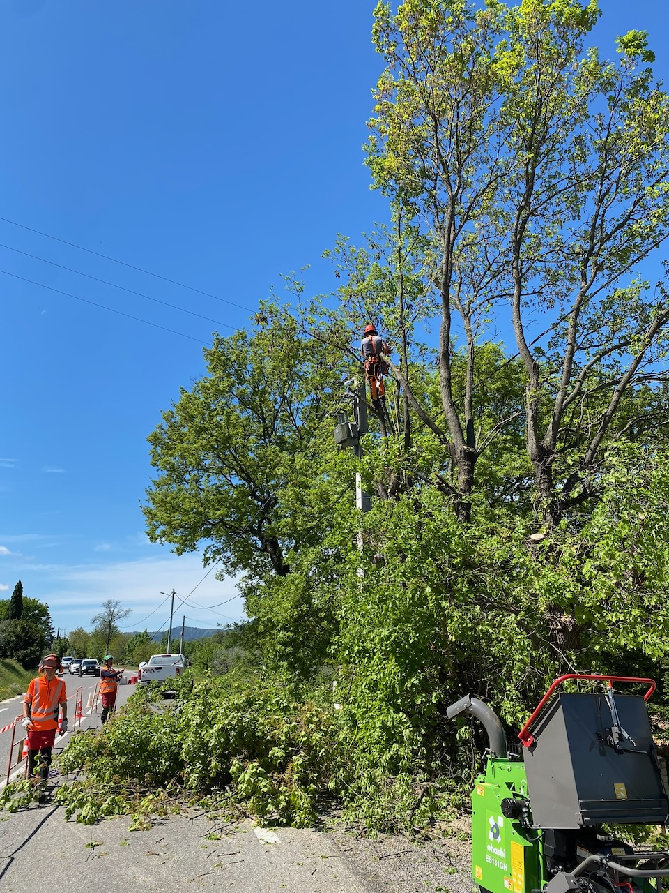 Intervenant en hauteur dans un arbre, avec des branches coupées et un broyeur au sol