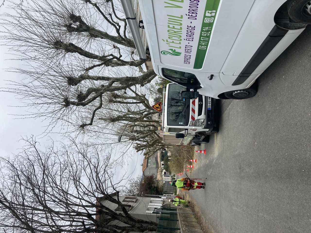 Alignement d’arbres taillés avec les véhicules et les intervenants sur le chantier