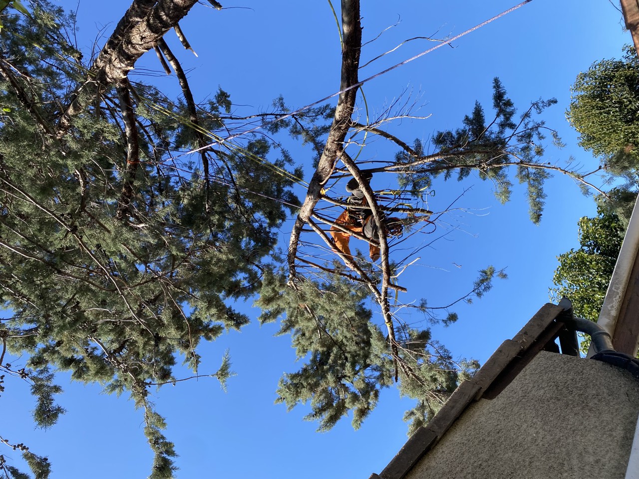 Élagueur dans un arbre au-dessus du toit d’une habitation